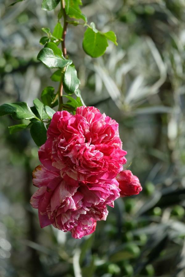 B&B Coup De Coeur Bram 外观 照片